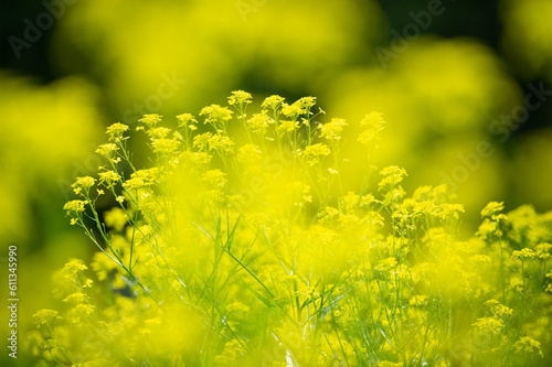 blooming flower