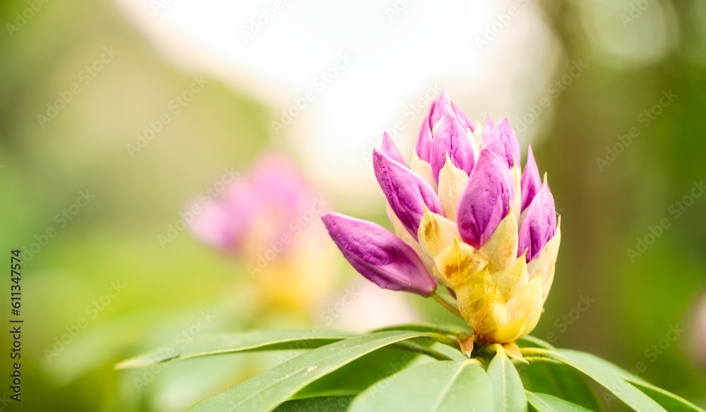 purple azalea flowers