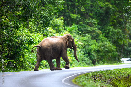 A female Asian elephant is walking on the road.