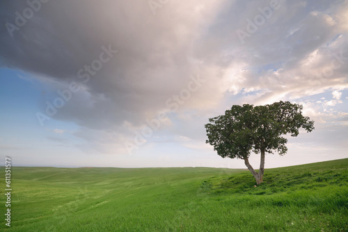 A green tree on the background of a sunset and a green field 