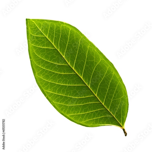 green leaf transparent background  png format