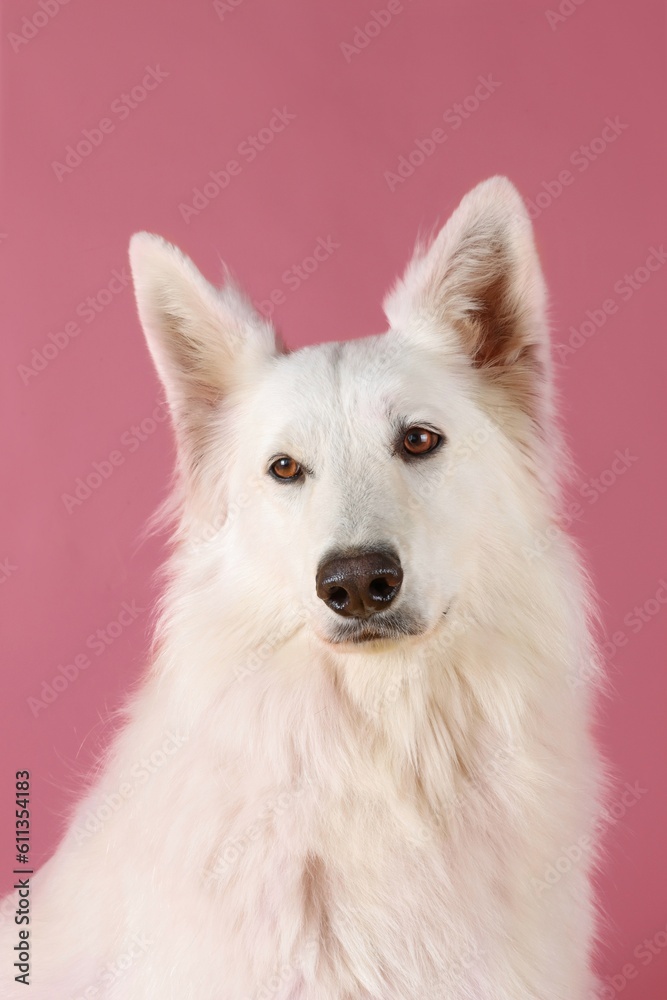 portrait of white Swiss shepherd isolated on pink background 