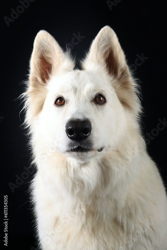 portrait of white Swiss shepherd isolated on black 