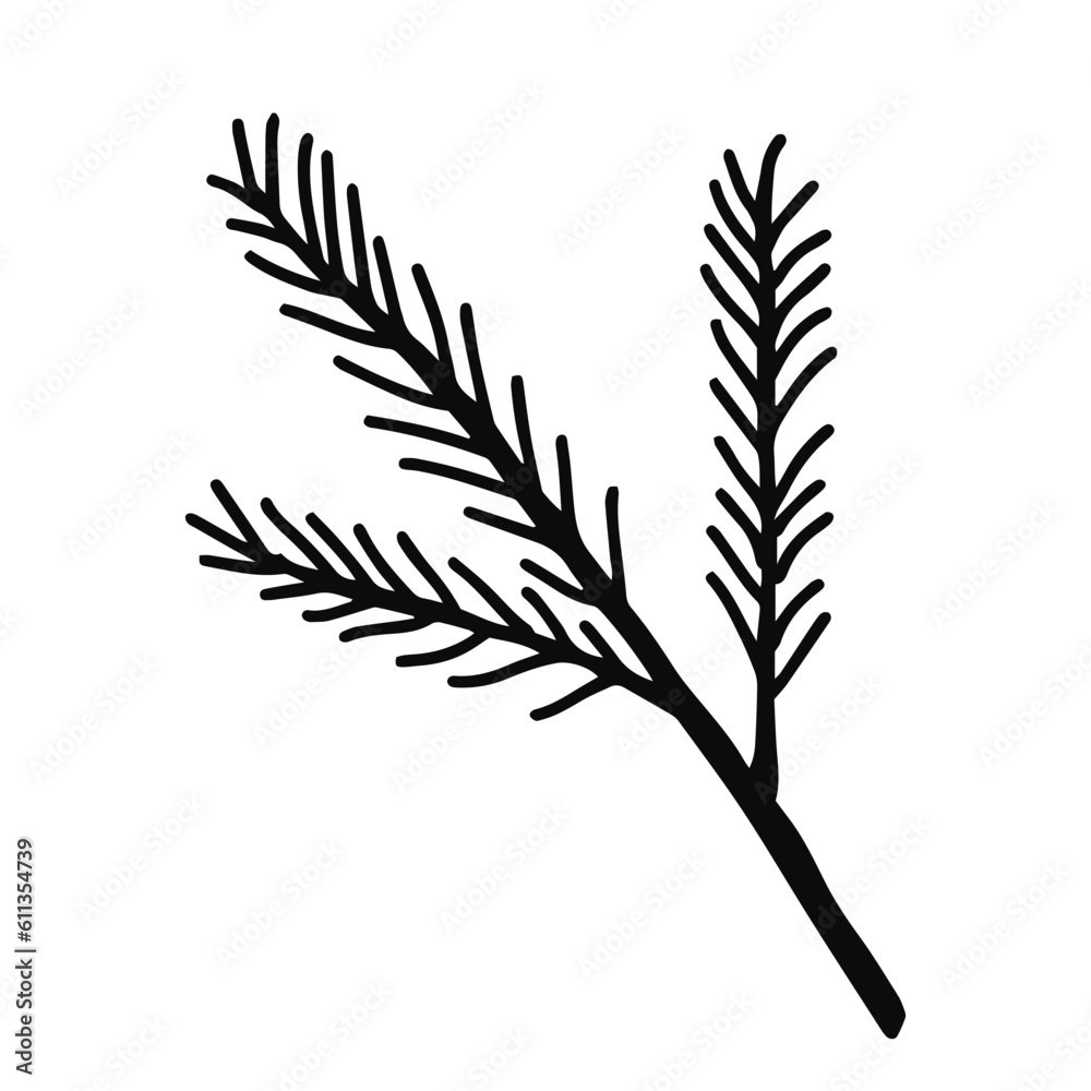 Fototapeta premium Hand drawn line art of fir branch. Christmas decorative floral element in doodle style
