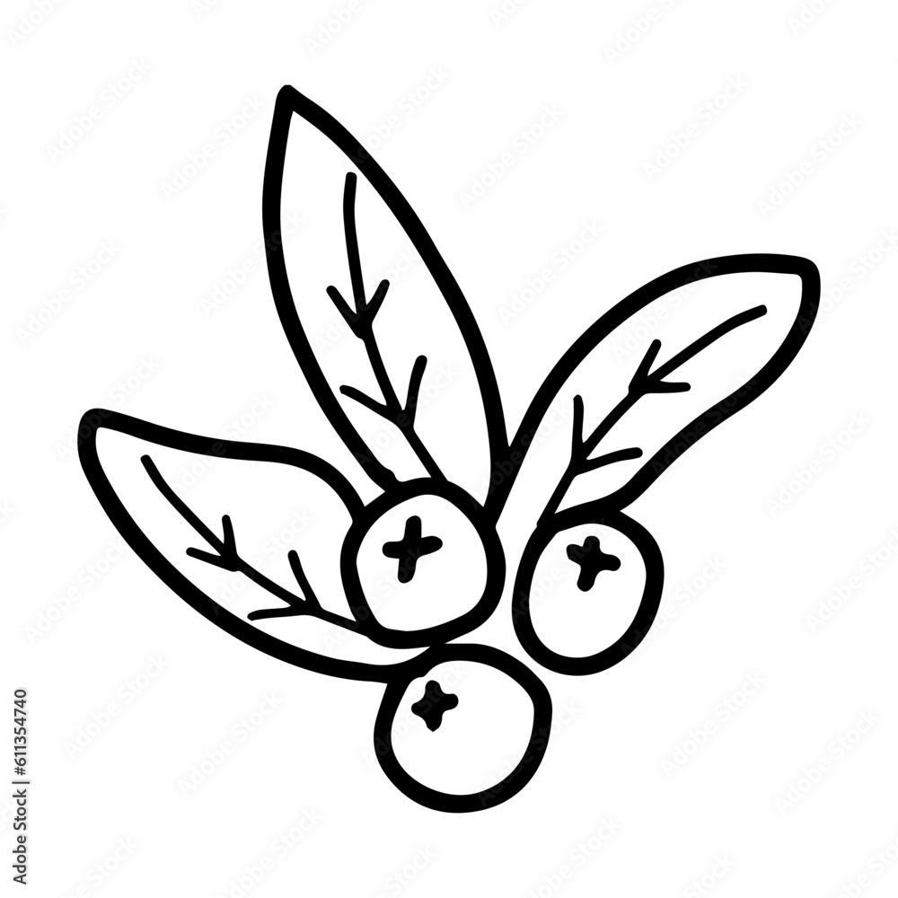 Hand drawn illustration of leaves with berries. Decorative floral element in doodle style Hand drawn illustration of leaves with berries. Decorative floral element in doodle style