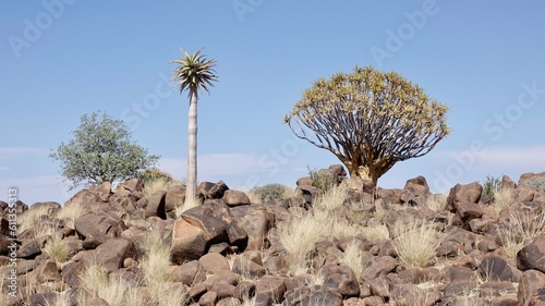 Köcherbaum, Quiver tree in Namibia