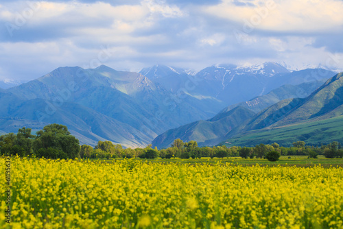 Blooming fields against the backdrop of mountains. Beautiful mountain landscape. Blooming summer herbs. Spring landscape. Kyrgyzstan.