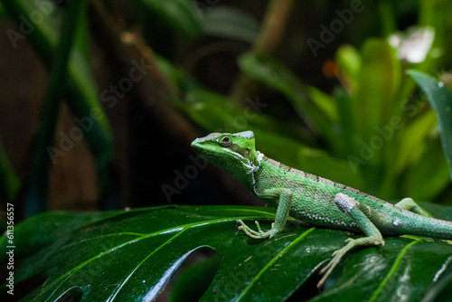 Close up of a green cone-headed lizard sitting on a leaf