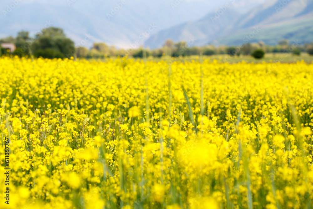 Raps field against the backdrop of high mountains. Blooming summer herbs. Spring landscape. Summer outside the city. Kyrgyzstan. Raps field against the backdrop of high mountains. Blooming summer herbs. Spring landscape. Summer outside the city. Kyrgyzstan.