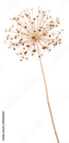 Faded allium with seeds  transparent background