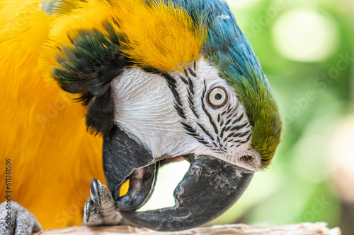 blue and yellow macaw ara photo