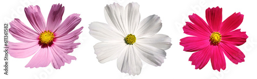 Set flowers on white isolated background with clipping path. Closeup. Watercolor flowers Kosmeya. Nature.