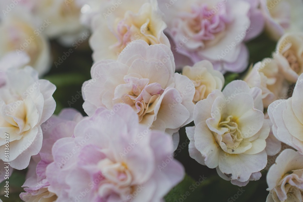 Obraz premium macro photography of soft pink flowers