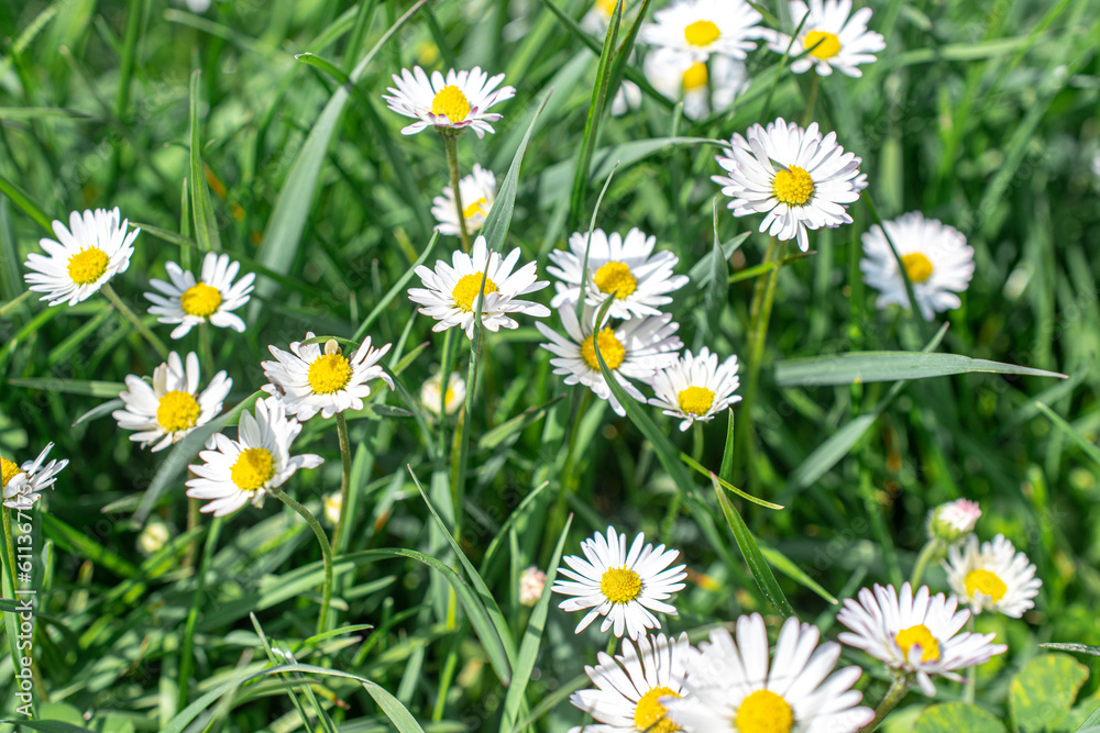picture of chamomile in the meadow picture of chamomile in the meadow