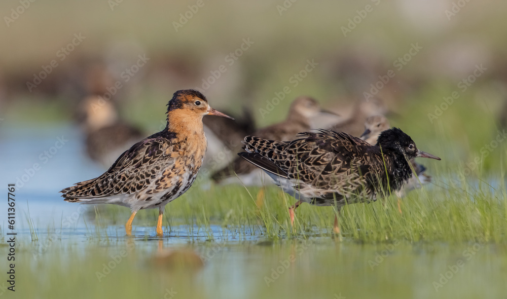 Ruff - birds at a wetland on the mating season in spring Ruff - birds at a wetland on the mating season in spring
