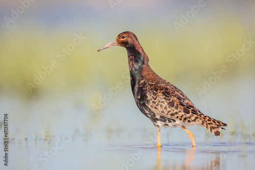 Ruff - male bird at a wetland on the mating season in spring © Simonas