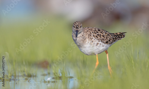Ruff - female feeding at the wetland on the mating season in spring
