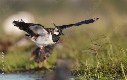 Northern lapwing - male bird at a wetland in spring 