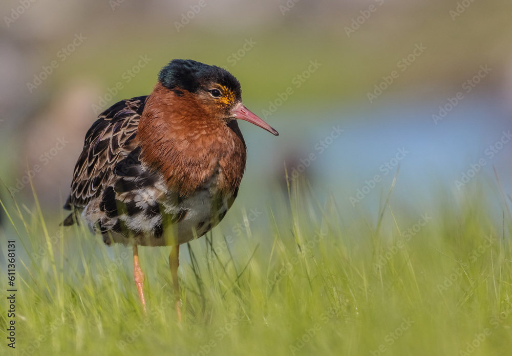 Ruff - male bird at a wetland on the mating season in spring Ruff - male bird at a wetland on the mating season in spring