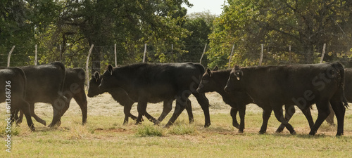 Obraz na płótnie Herd of young black angus cattle on Texas ranch for beef in agriculture