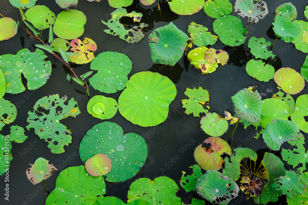 water lilies in the pond water lilies in the pond