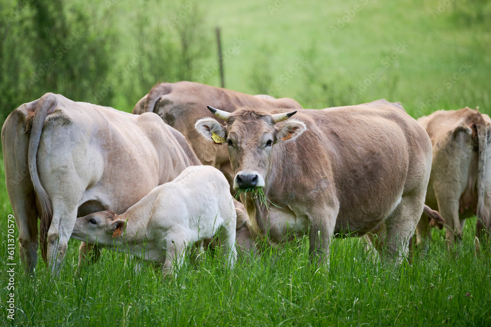 Cows grazing in countryside pasture Cows grazing in countryside pasture