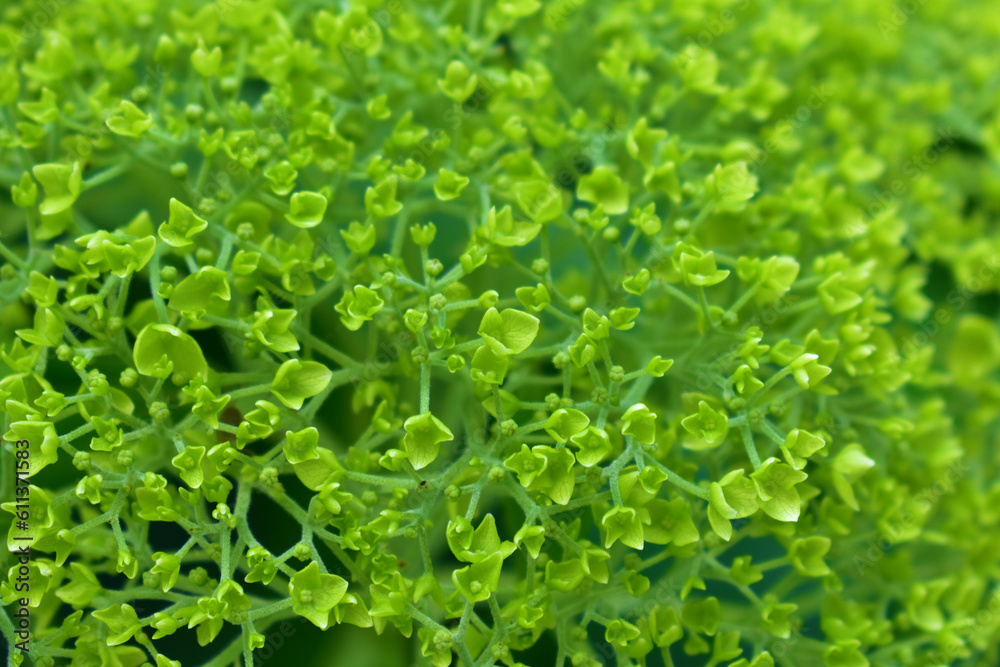 Natural background of small green inflorescences. Flowers close-up. Summer day. Beauty in nature.
Natural background of small green inflorescences. Flowers close-up. Summer day. Beauty in nature.
