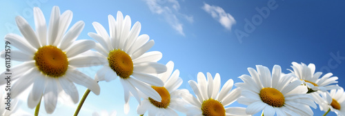 white daisies against the blue sky  banner  generative AI