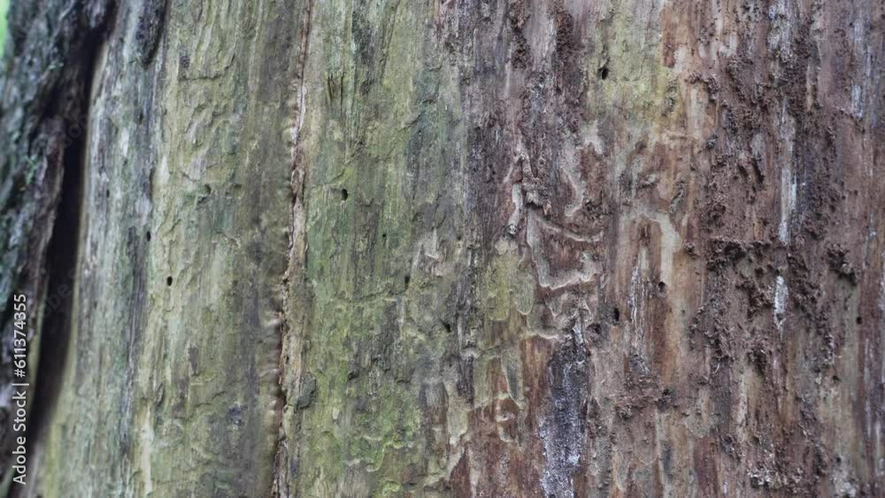 heavy deforestation through the effects of a long drought and damages through bark beetles in the Rothaargsteig mountains in Germany. heavy deforestation through the effects of a long drought and damages through bark beetles in the Rothaargsteig mountains in Germany.