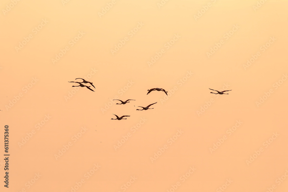 A flock of flamingos at sunset in golden light in the water of the Etang de Perols near Montpellier