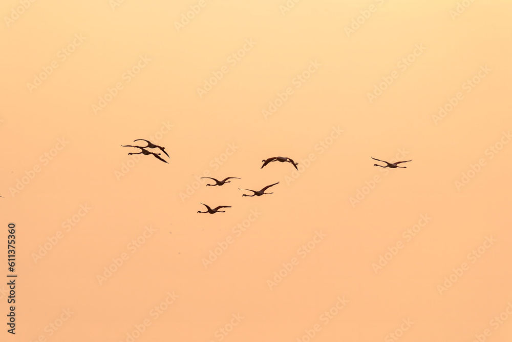 A flock of flamingos at sunset in golden light in the water of the Etang de Perols near Montpellier A flock of flamingos at sunset in golden light in the water of the Etang de Perols near Montpellier