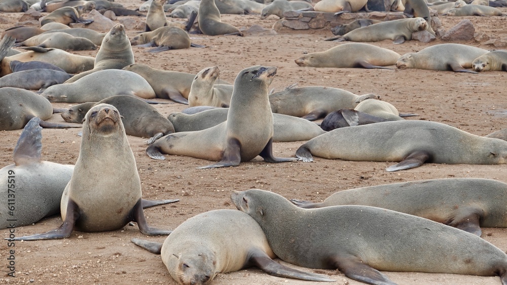 Obraz premium Wilde Seehunden der Küste in Namibia