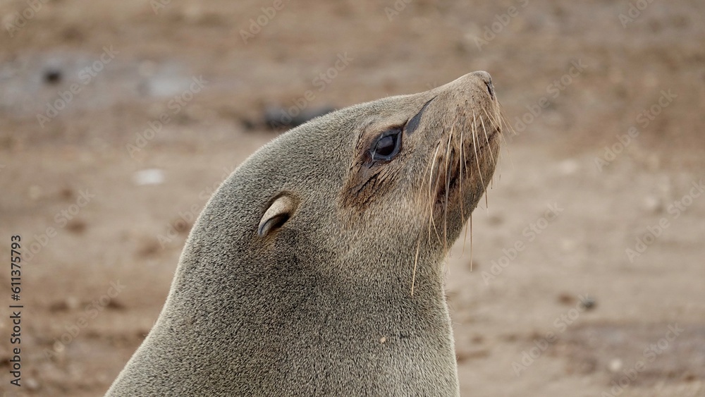 Fototapeta premium Wilde Seehunden der Küste in Namibia
