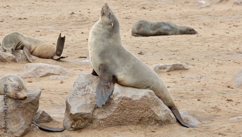 Wilde Seehunden der Küste in Namibia