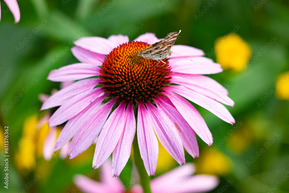 Butterfly on a pink flower Butterfly on a pink flower