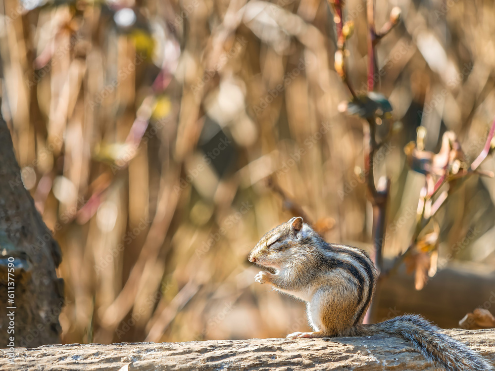 Obraz premium お祈り