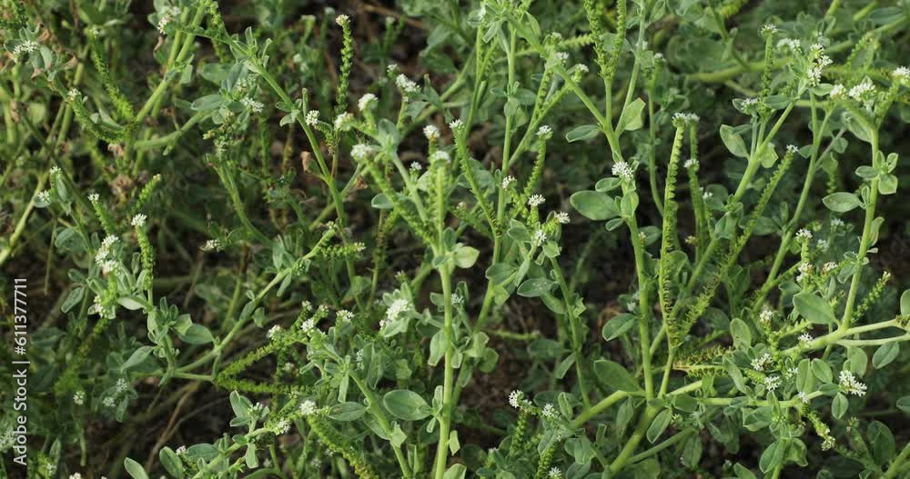 Heliotropium plant closeup. Green plant in nature. Heliotropium plant closeup. Green plant in nature.