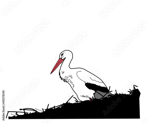 Cigogne blanche