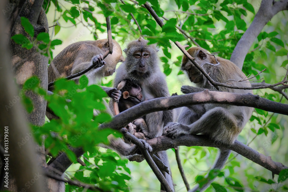 Fototapeta premium a long tailed macaque on a tree