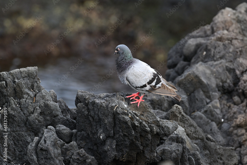 Fototapeta premium Rock pigeon Hawaii.