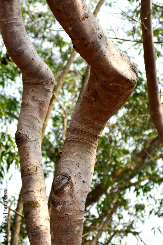 Fototapeta premium Trees have crooked trunks in community forests.