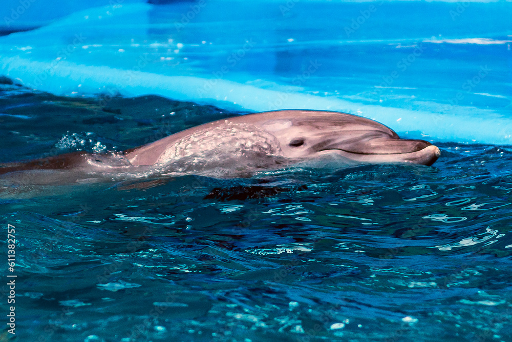 A beautiful dolphin swims in the water of the pool