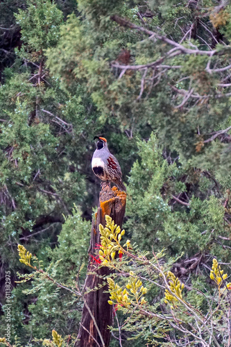 Sedona, Arizona: A Gambels quail (Callipepla gambelii) photo