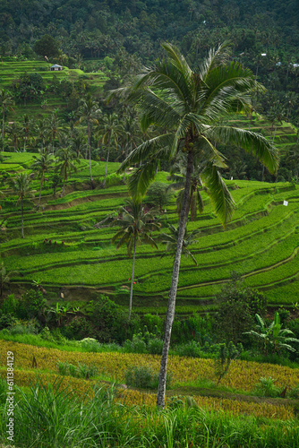 Beautiful view of rice terraces with a palm trees