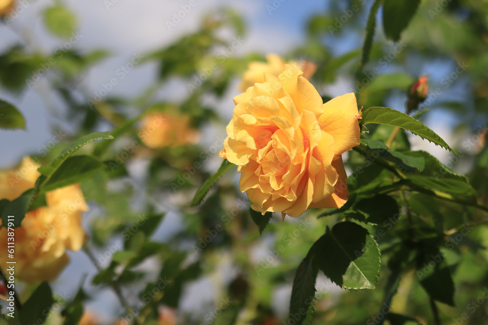 Blooming rose bush. Yellow rose flowers on a bush in the garden in summer. A flower against a background of blurry green leaves. Close-up image of bright yellow flowers Blooming rose bush. Yellow rose flowers on a bush in the garden in summer. A flower against a background of blurry green leaves. Close-up image of bright yellow flowers