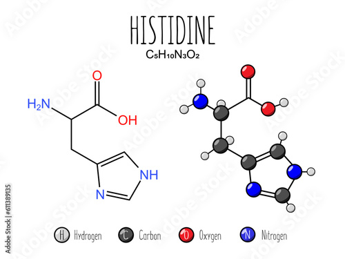 Histidine amino acid representation. Skeletal formula and 2d structure illustration, isolated on white background. Vector editable