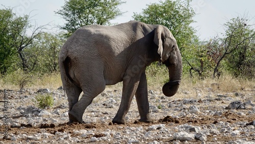 Elefanten an einem Wasserloch in Namibia