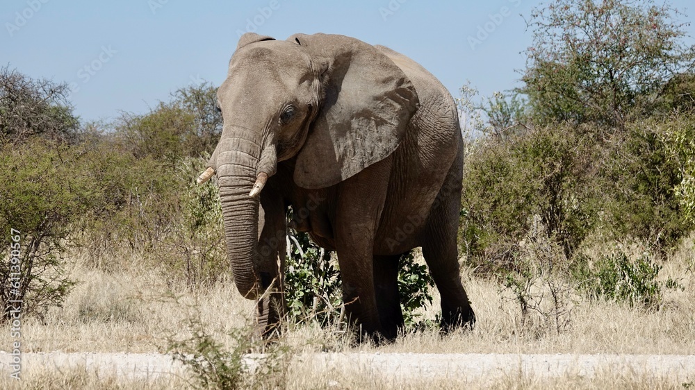 Obraz premium Elefanten an einem Wasserloch in Namibia
