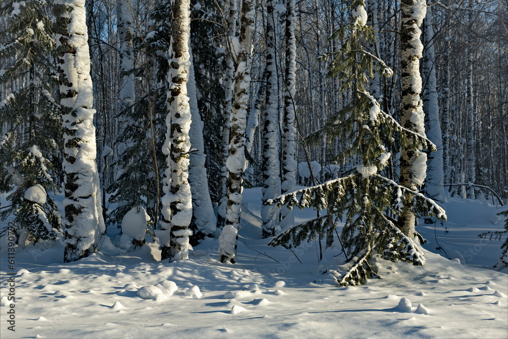 Fototapeta premium Russia. Western Siberia. Novosibirsk region. A frosty sunny day in an impassable taiga with snow-covered firs and birches near the village of Dubrovka.