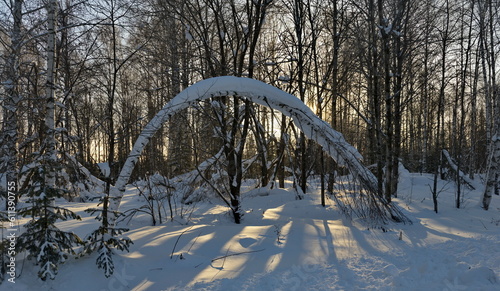 Russia. Western Siberia. Novosibirsk region. A frosty sunny day in an impassable taiga with snow-covered firs and birches near the village of Dubrovka. photo